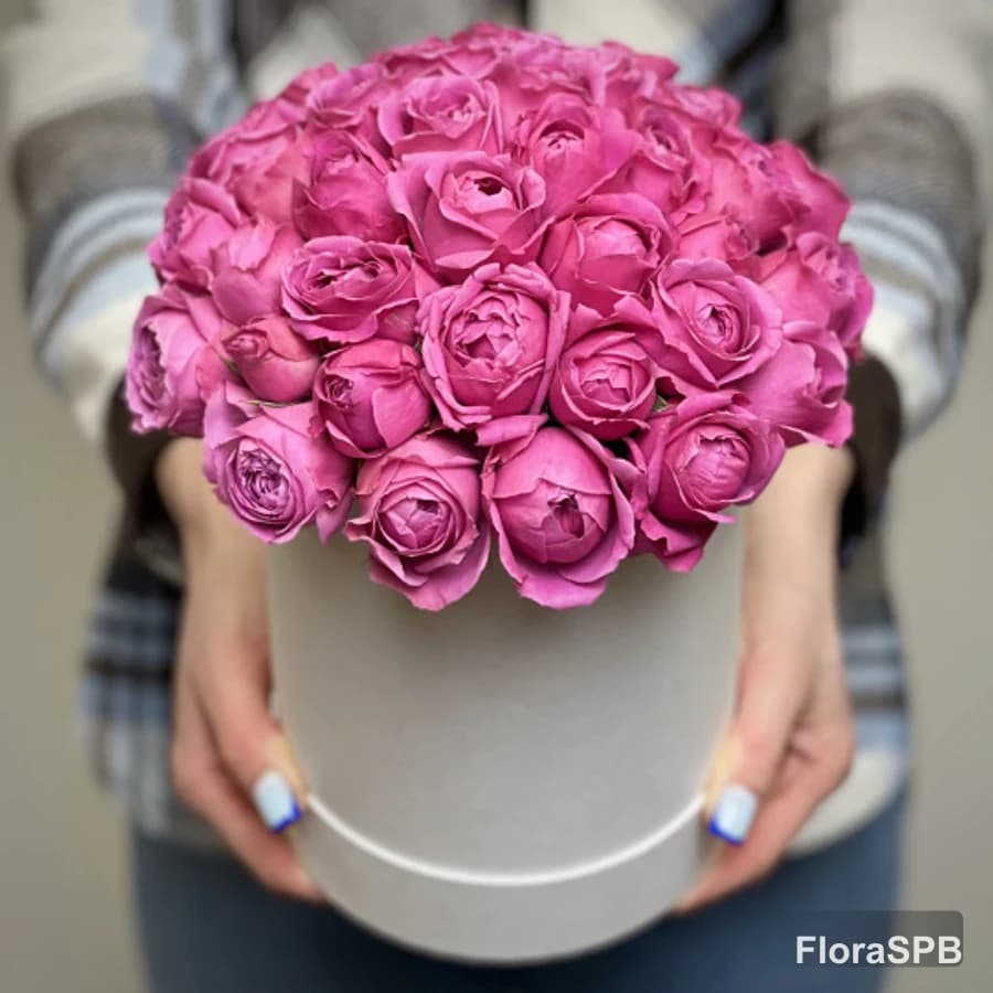 Малиновые кустовые пионовидные розы в ко...
